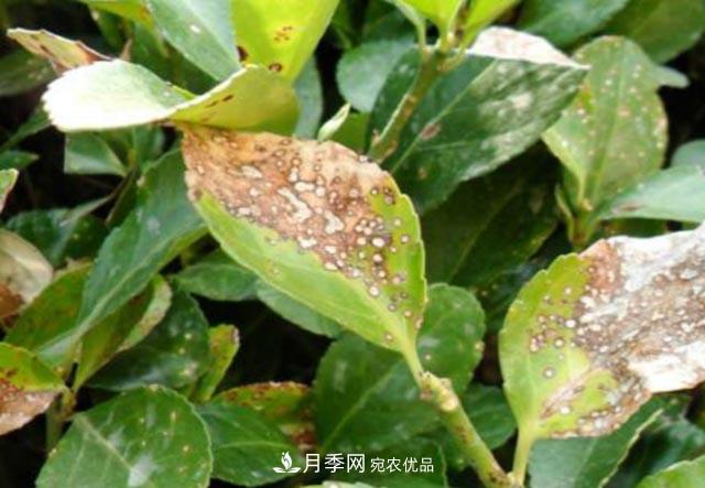 立秋后，園林養(yǎng)護(hù)一定要注意這4點(diǎn)，這樣苗木才能長(zhǎng)得好(圖3)