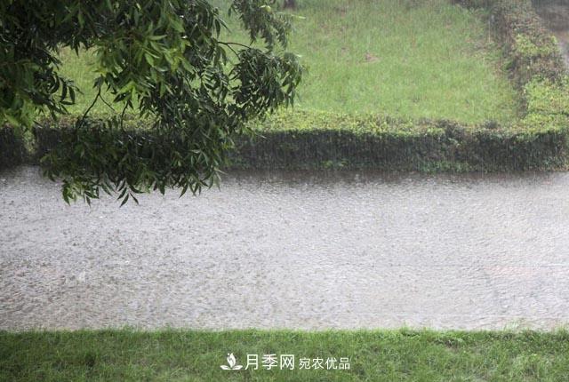 立秋后，園林養(yǎng)護(hù)一定要注意這4點(diǎn)，這樣苗木才能長(zhǎng)得好(圖2)