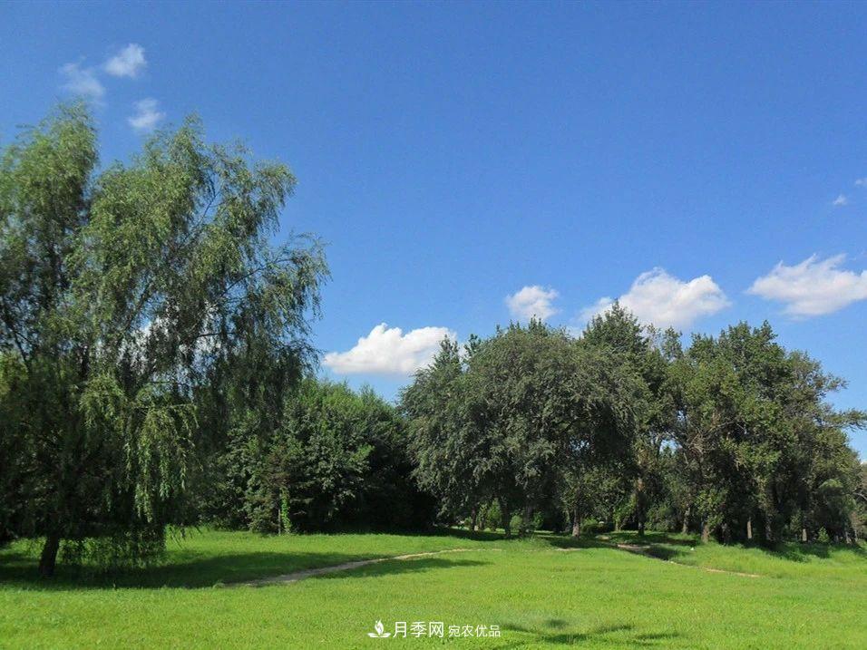 苗木價格漲了，為什么還是不掙錢？(圖1)