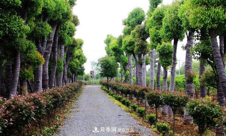 2020年苗木生意到底要如何做下去？(圖1)