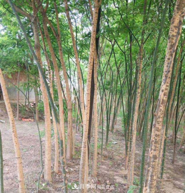 苗木市場(chǎng)是否真的進(jìn)入寒冬？農(nóng)戶地里的樹苗真的只能燒柴火了？(圖1)