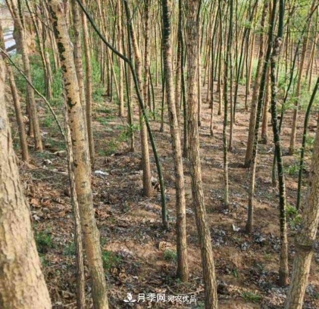 苗木市場(chǎng)是否真的進(jìn)入寒冬？農(nóng)戶地里的樹苗真的只能燒柴火了？(圖2)