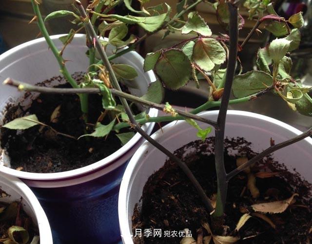為何月季一剪就死？是修剪時間還是方法不對？月季修剪6大禁忌(圖2)
