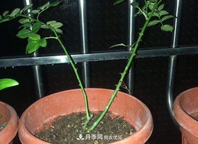 為何月季一剪就死？是修剪時間還是方法不對？月季修剪6大禁忌(圖3)
