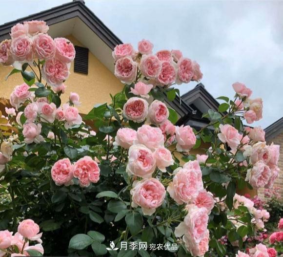 秋天養(yǎng)月季做好4方面，筍芽多開花旺(圖1)