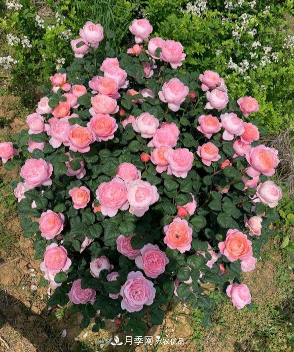 秋天養(yǎng)月季做好4方面，筍芽多開花旺(圖2)