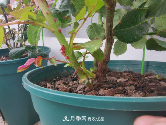 秋天養(yǎng)月季做好4方面，筍芽多開花旺(圖3)