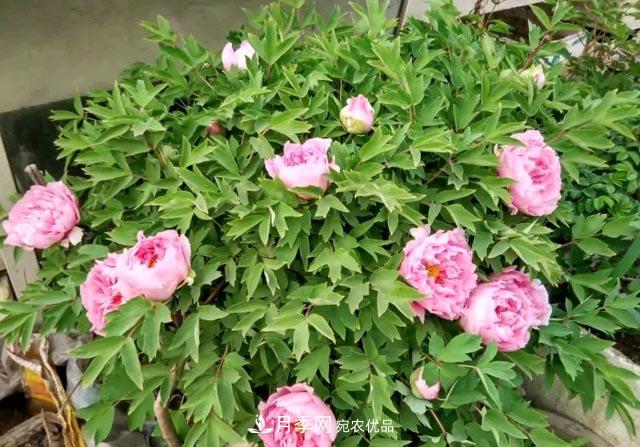 洛陽(yáng)牡丹花種植中的一點(diǎn)小建議，有幫助必看(圖2)