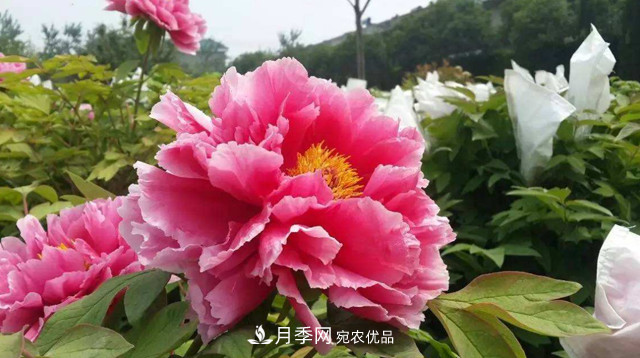 洛陽(yáng)牡丹節(jié)文化源頭，來(lái)自宋代洛陽(yáng)的牡丹情結(jié)(圖3)