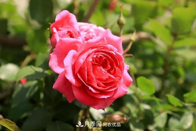 詩意和禪意：花開花落自有時，總賴東君主(圖1)
