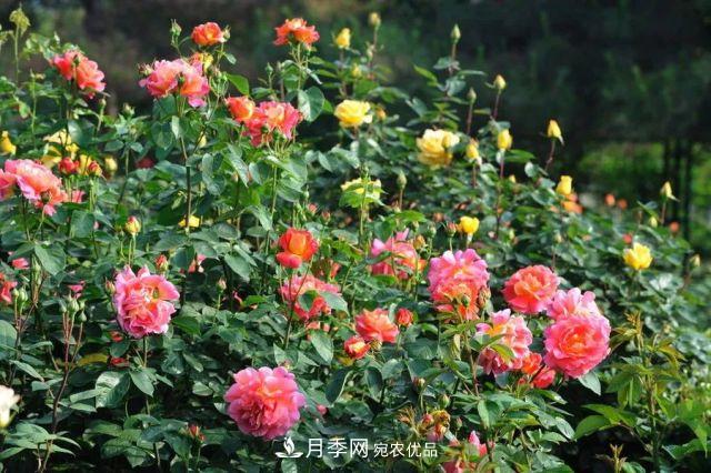 詩意和禪意：花開花落自有時，總賴東君主(圖2)