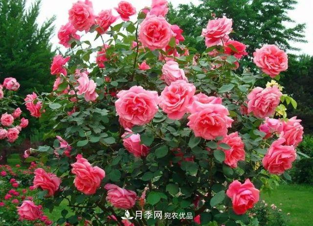 詩意和禪意：花開花落自有時，總賴東君主(圖3)