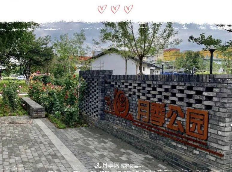 免費，景美，有兒童活動區(qū)！北京密云月季公園，你去了嗎！(圖1)