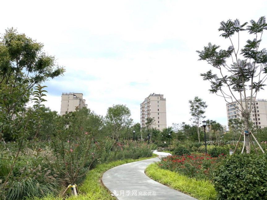 免費，景美，有兒童活動區(qū)！北京密云月季公園，你去了嗎！(圖5)