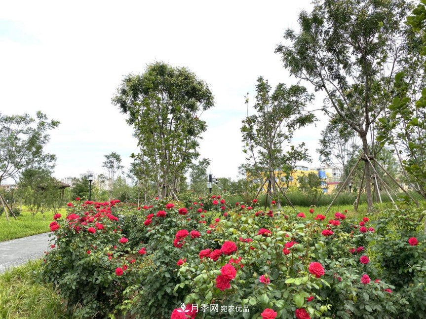 免費，景美，有兒童活動區(qū)！北京密云月季公園，你去了嗎！(圖6)