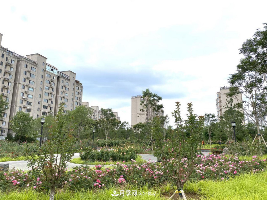 免費，景美，有兒童活動區(qū)！北京密云月季公園，你去了嗎！(圖7)