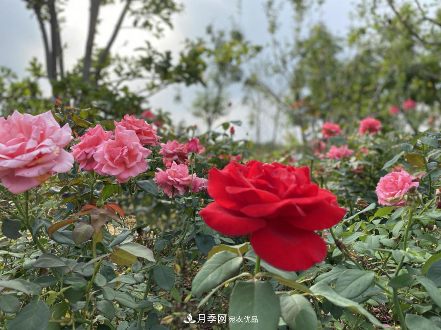 免費，景美，有兒童活動區(qū)！北京密云月季公園，你去了嗎！(圖8)