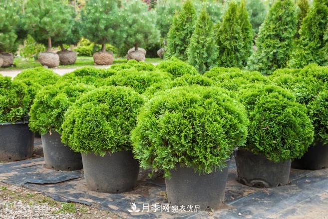 幾款常見(jiàn)的園林景觀苗木，配置在景觀中很漂亮(圖1)