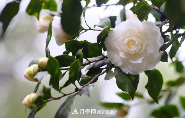 幾款常見(jiàn)的園林景觀苗木，配置在景觀中很漂亮(圖3)