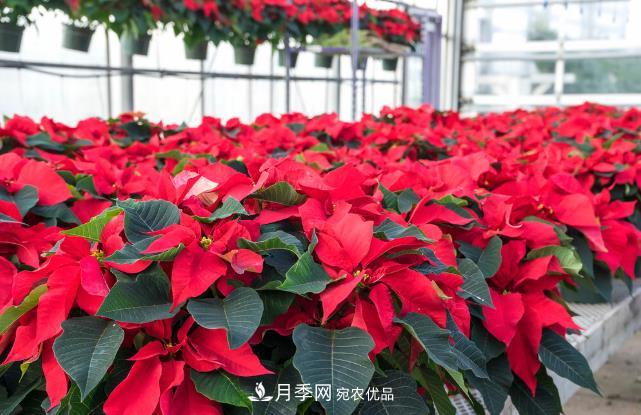 幾款常見(jiàn)的園林景觀苗木，配置在景觀中很漂亮(圖5)