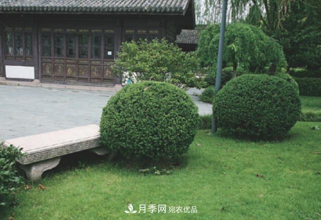 幾款常見(jiàn)的園林景觀苗木，配置在景觀中很漂亮(圖6)
