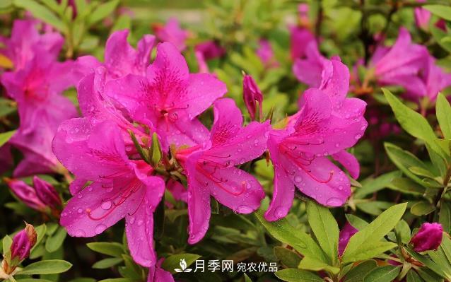 幾款常見(jiàn)的園林景觀苗木，配置在景觀中很漂亮(圖7)