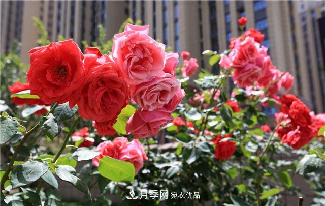 花只能開一季？這7種花四季都能賞花，月季花不可缺(圖1)