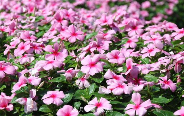 花只能開一季？這7種花四季都能賞花，月季花不可缺(圖2)
