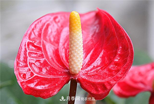 花只能開一季？這7種花四季都能賞花，月季花不可缺(圖4)