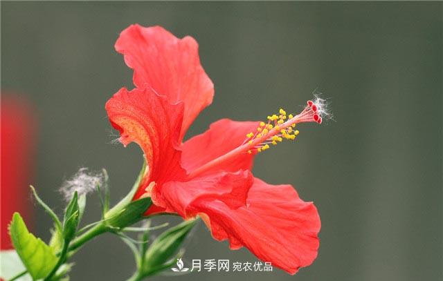 花只能開一季？這7種花四季都能賞花，月季花不可缺(圖5)
