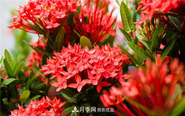 花只能開一季？這7種花四季都能賞花，月季花不可缺(圖6)