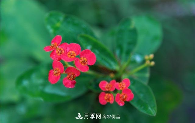 花只能開一季？這7種花四季都能賞花，月季花不可缺(圖7)