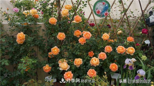 這樣養(yǎng)殖月季，開花多多，不懂的朋友可以來看看講解(圖2)