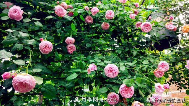 這樣養(yǎng)殖月季，開花多多，不懂的朋友可以來看看講解(圖1)