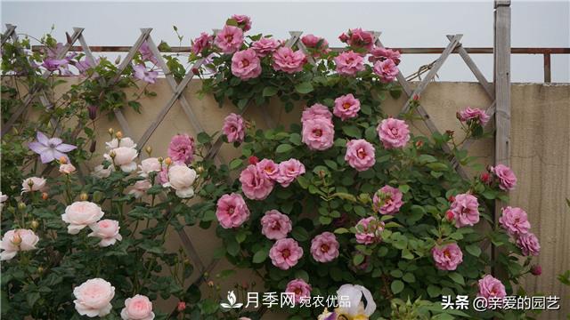 這樣養(yǎng)殖月季，開花多多，不懂的朋友可以來看看講解(圖3)