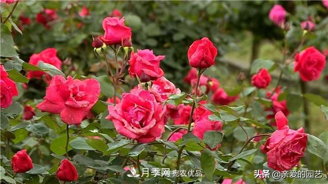 這樣養(yǎng)殖月季，開花多多，不懂的朋友可以來看看講解(圖4)