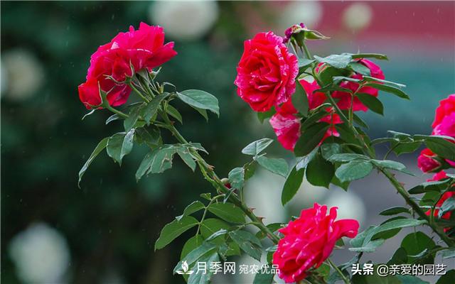 這樣養(yǎng)殖月季，開花多多，不懂的朋友可以來看看講解(圖5)
