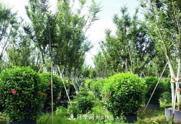 苗木容器苗比地栽苗、裸根苗、假植苗有哪些優(yōu)勢(shì)？(圖1)