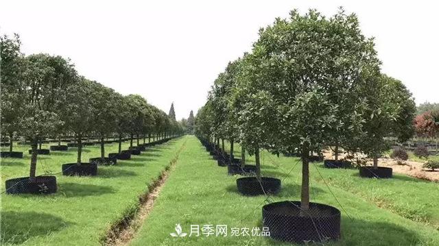 容器苗，或?qū)⒊蔀槊缒痉N植新趨勢(圖1)