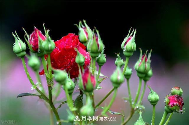 月季秋天如何養(yǎng)護(hù)？要“修”又要“防”，兩手抓才能長(zhǎng)勢(shì)良好(圖1)