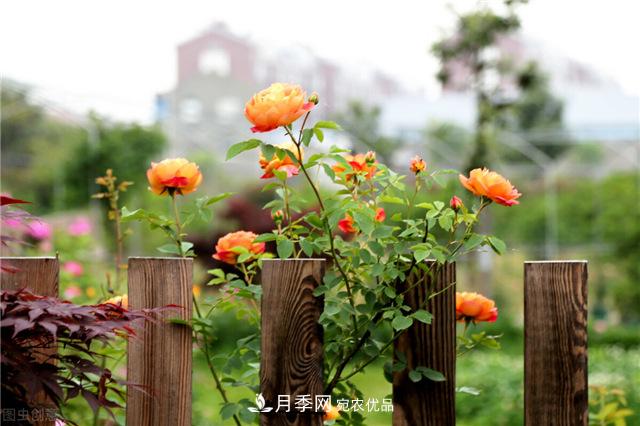 月季秋天如何養(yǎng)護(hù)？要“修”又要“防”，兩手抓才能長(zhǎng)勢(shì)良好(圖2)
