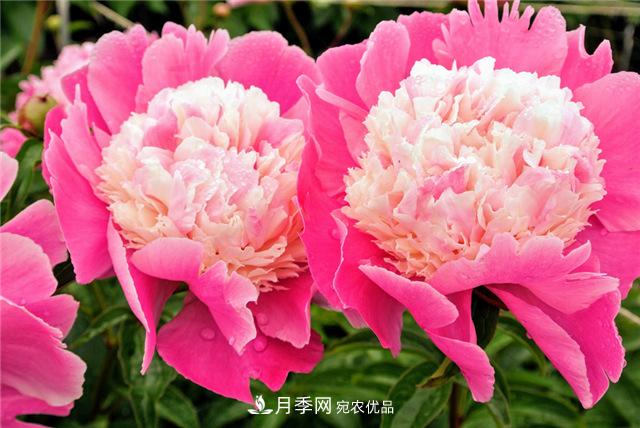風(fēng)流菏澤牡丹：可知國(guó)色無(wú)兼美，剛數(shù)曹州又亳州(圖1)