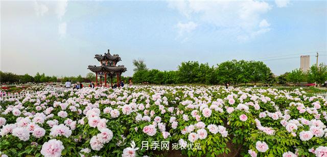 風(fēng)流菏澤牡丹：可知國色無兼美，剛數(shù)曹州又亳州(圖2)