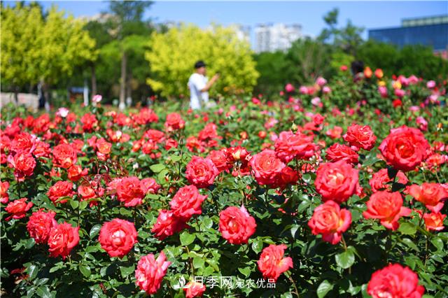 河北廊坊500余萬株月季打造城市月季花海(圖2)
