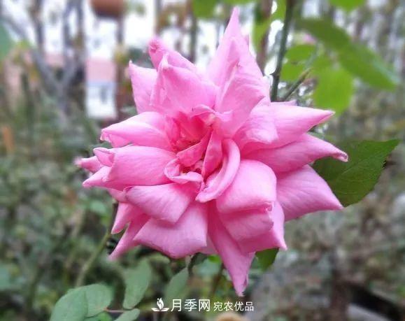 匯集17種中國古老月季，讓中國月季流傳下來(圖4)