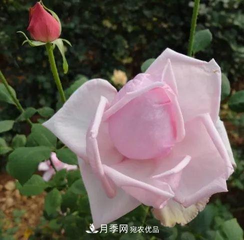 匯集17種中國古老月季，讓中國月季流傳下來(圖9)