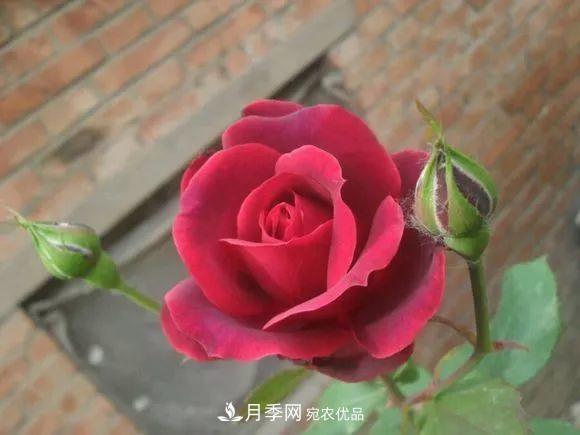 匯集17種中國古老月季，讓中國月季流傳下來(圖10)