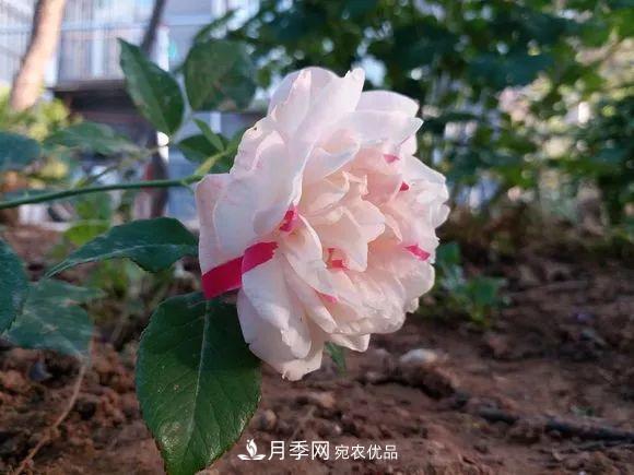 匯集17種中國古老月季，讓中國月季流傳下來(圖7)