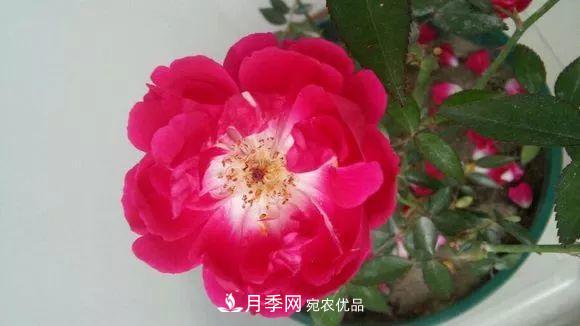 匯集17種中國古老月季，讓中國月季流傳下來(圖14)