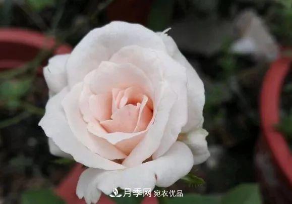 匯集17種中國古老月季，讓中國月季流傳下來(圖13)